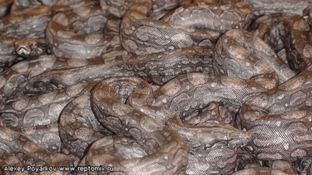 Выводок аргентинского удава Boa constrictor occidentalis 