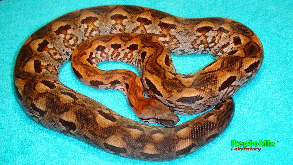 Мадагаскарский земляной удав Acrantophis madagascariensis подросток
