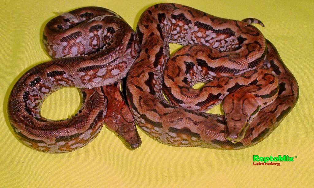 Мадагаскарский земляной удав Acrantophis madagascariensis