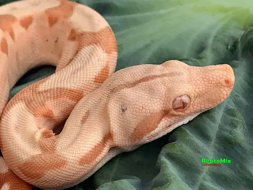 BCI SalmonHypo Sanglow (Kahl)