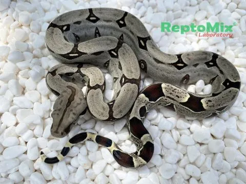 Купить перуанский удав boa constrictor constrictor peru pucallpa св2023, большой выбор и полезная информация по содержанию - Питомник экзотических Животных "ReptoMix Laboratory"