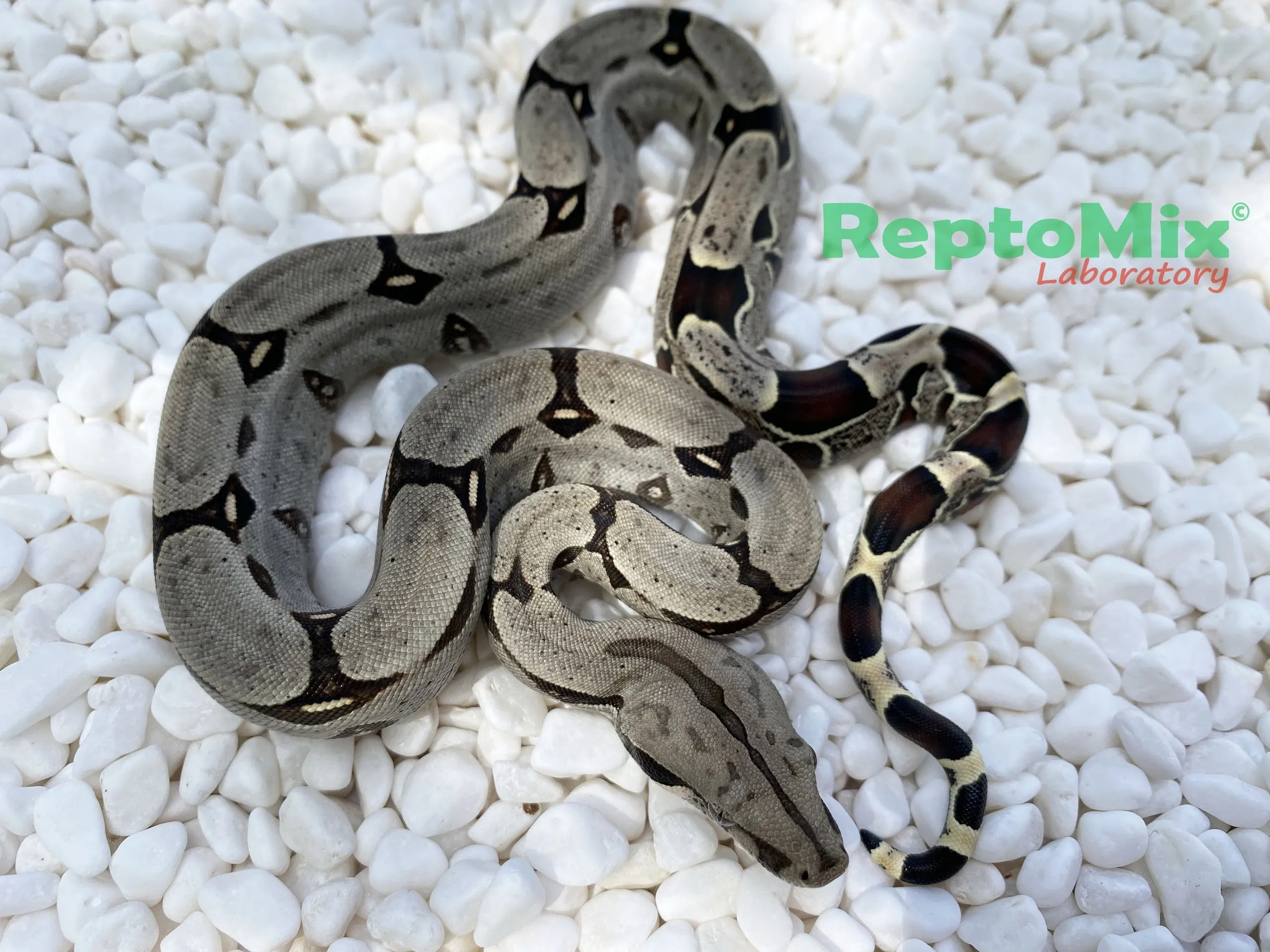 Перуанский удав Boa constrictor constrictor Peru Pucallpa СВ2023