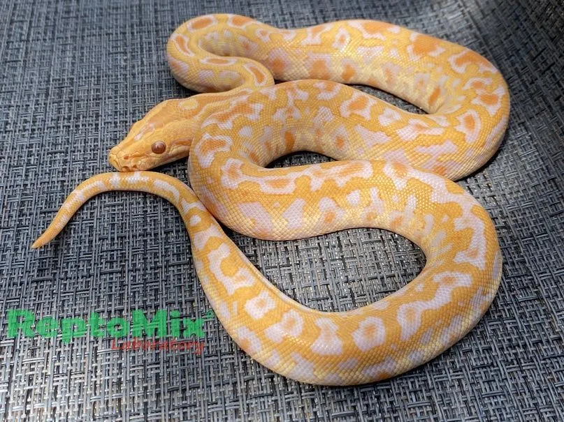 Темный тигровый питон Albino