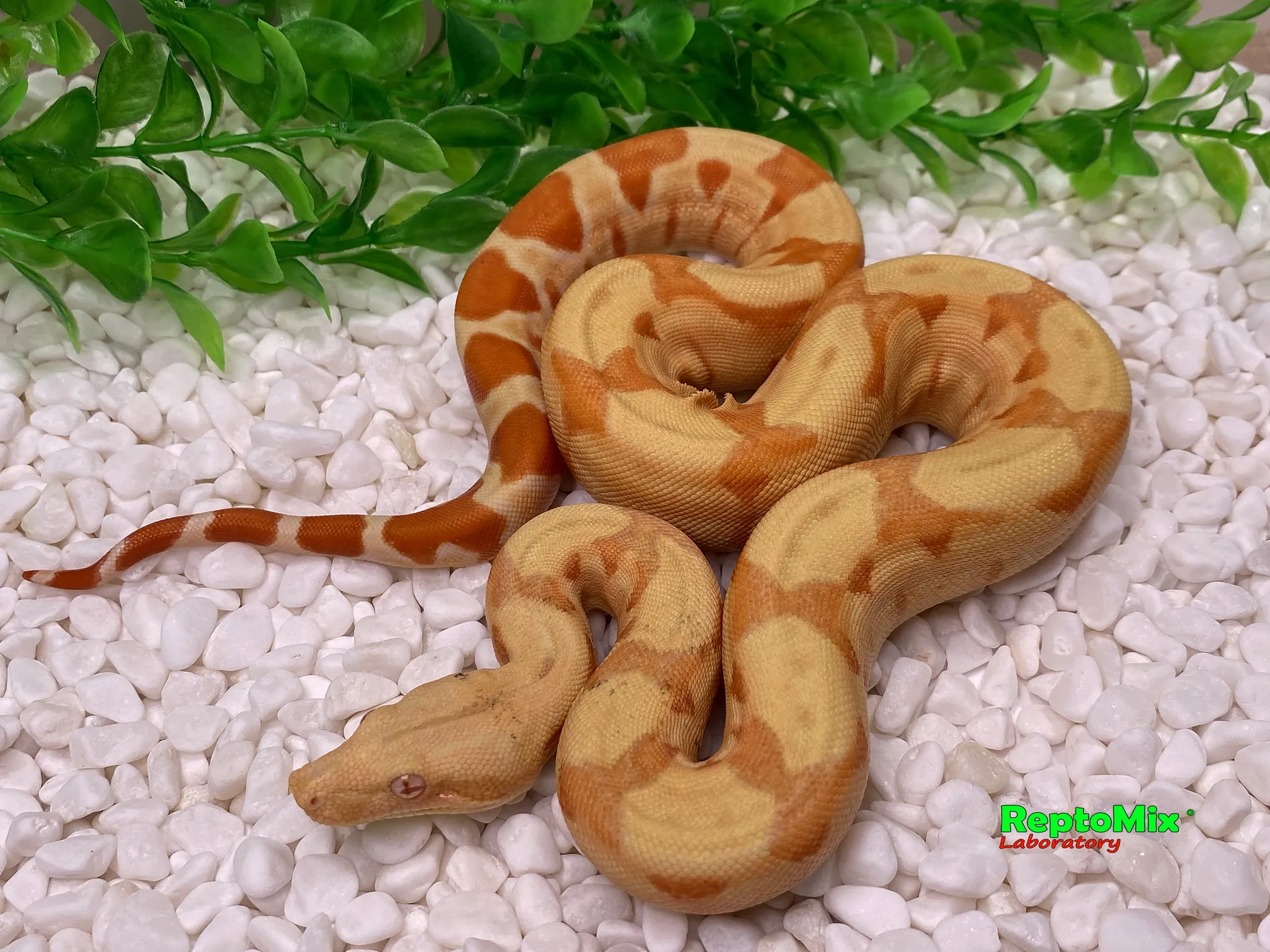 BCI SalmonHypo Sanglow (Kahl)