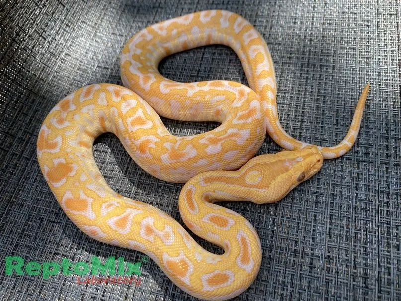 Темный тигровый питон Albino