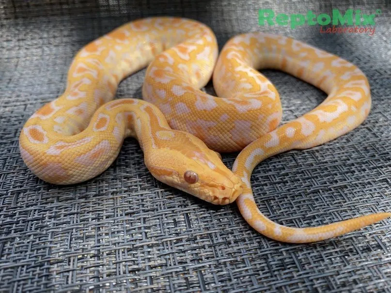 Темный тигровый питон Albino