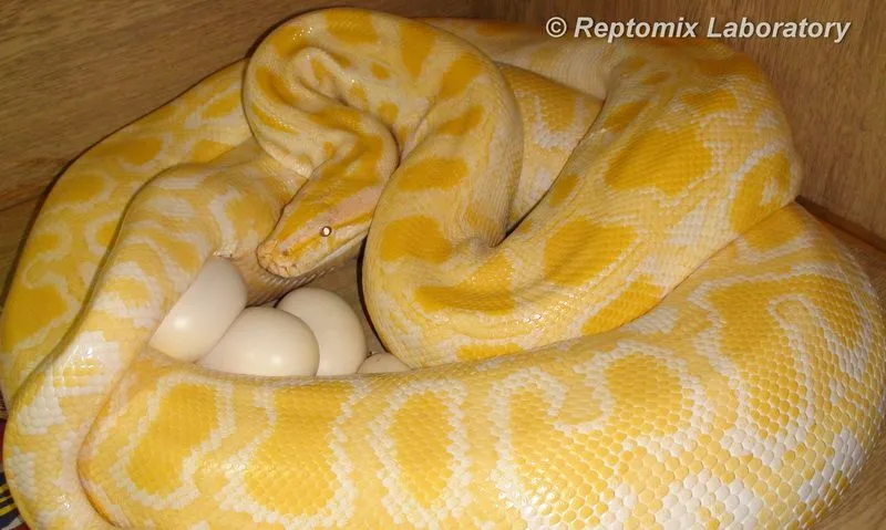 Тигровые питоны (Python molurus bivittatus), вся правда о добрых гигантах 