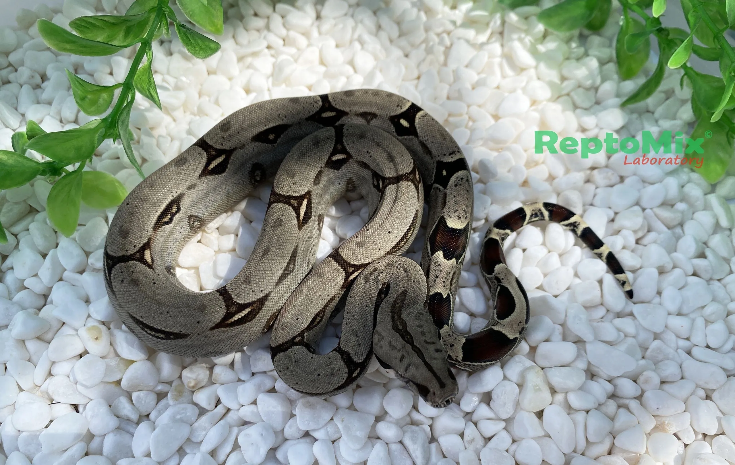Перуанский удав Boa constrictor constrictor Peru Pucallpa СВ2023